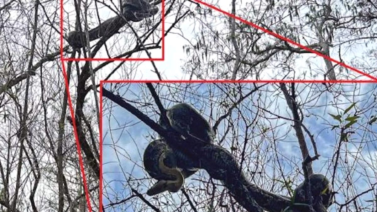 Florida'da 150 Kilo Ağırlığındaki Dev Yılanların Ağaçlara Tırmanma Nedeni Açığa Çıktı