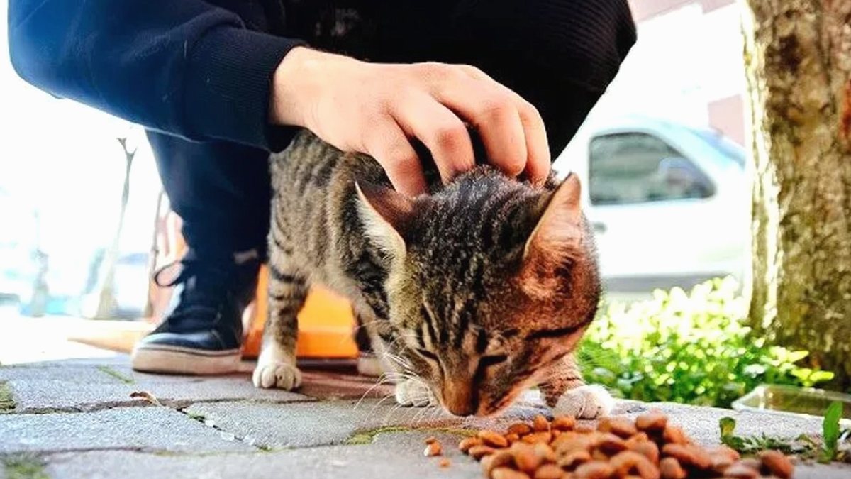 Erzurum'da Sokak Hayvanlarının Beslenmesine Yönelik Yeni Düzenleme