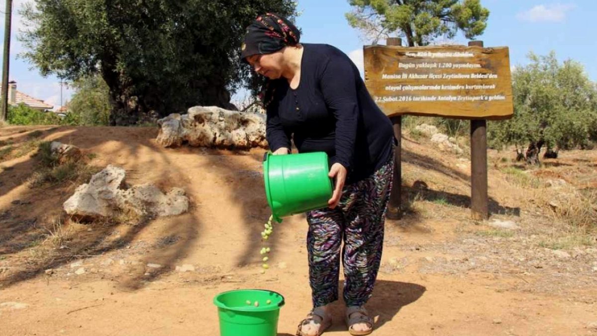 Antalya'da Zeytin Hasadı Rekor Seviyede: 'Var Yılı' İlan Edildi