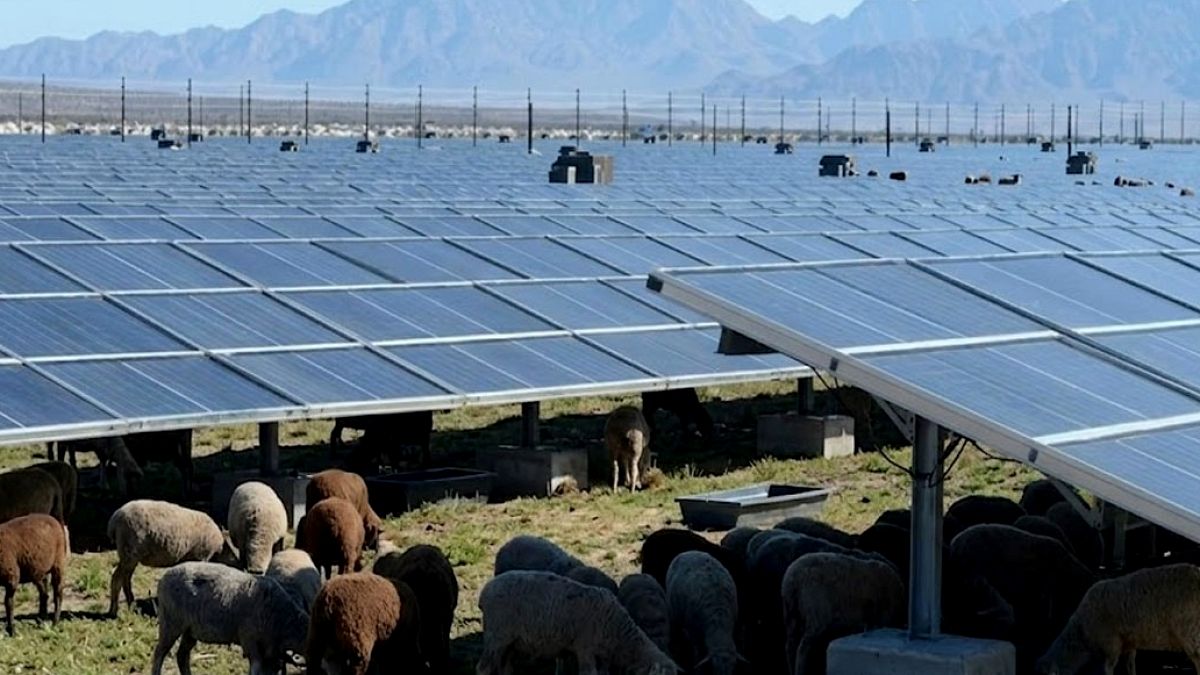 Belçika'da Taş Ocağında Güneş Panelleri Altında Koyunlar Otluyor
