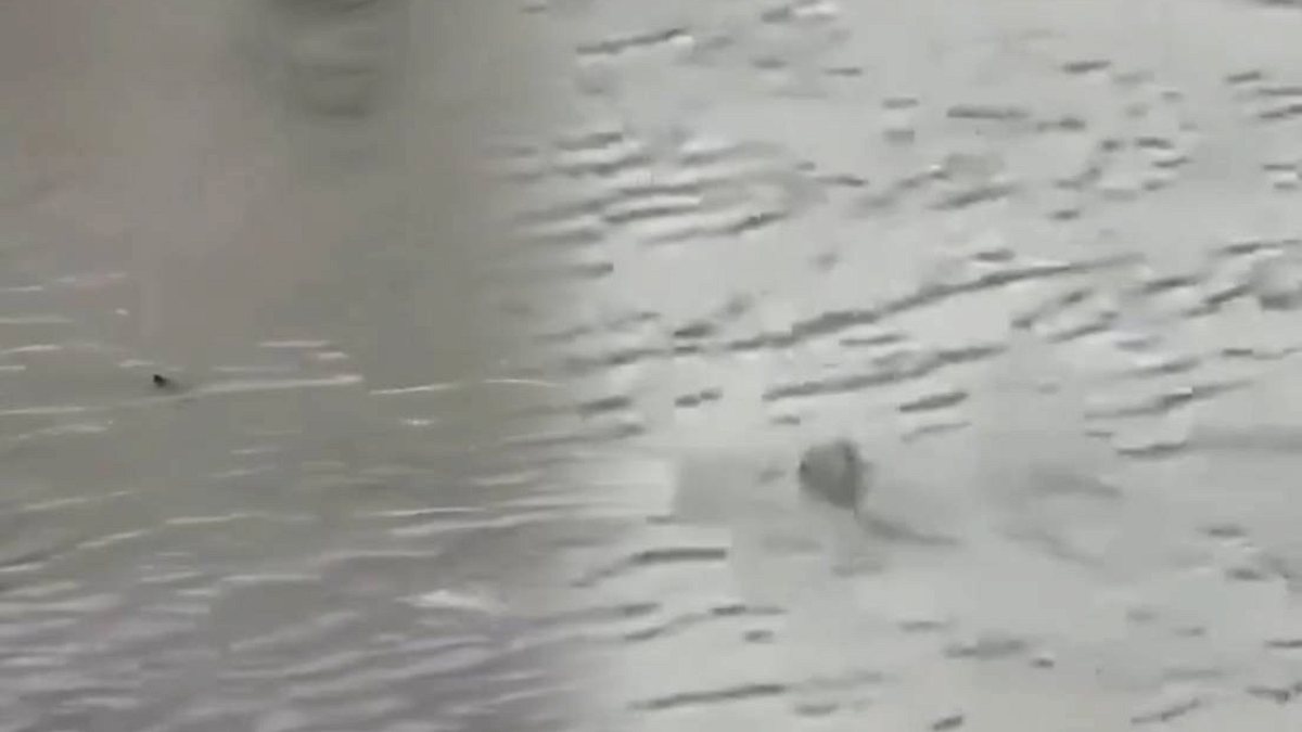 ABD'de Sel Sularında Köpek Balığı Paniği: Surf City Sular Altında Kaldı