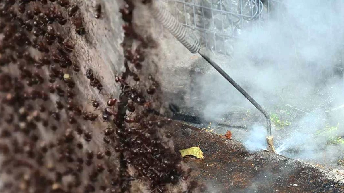Almanya'yı Tehdit Eden Akdeniz Karıncası: Milyarlarca Böcek Şehri Ele Geçiriyor