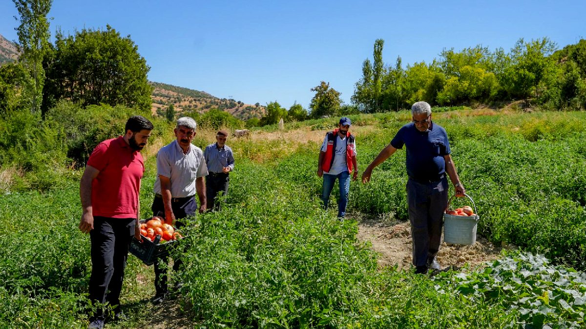 Diyarbakır'ın Eşsiz Lezzeti: Lice Domatesi Hasadı Başladı