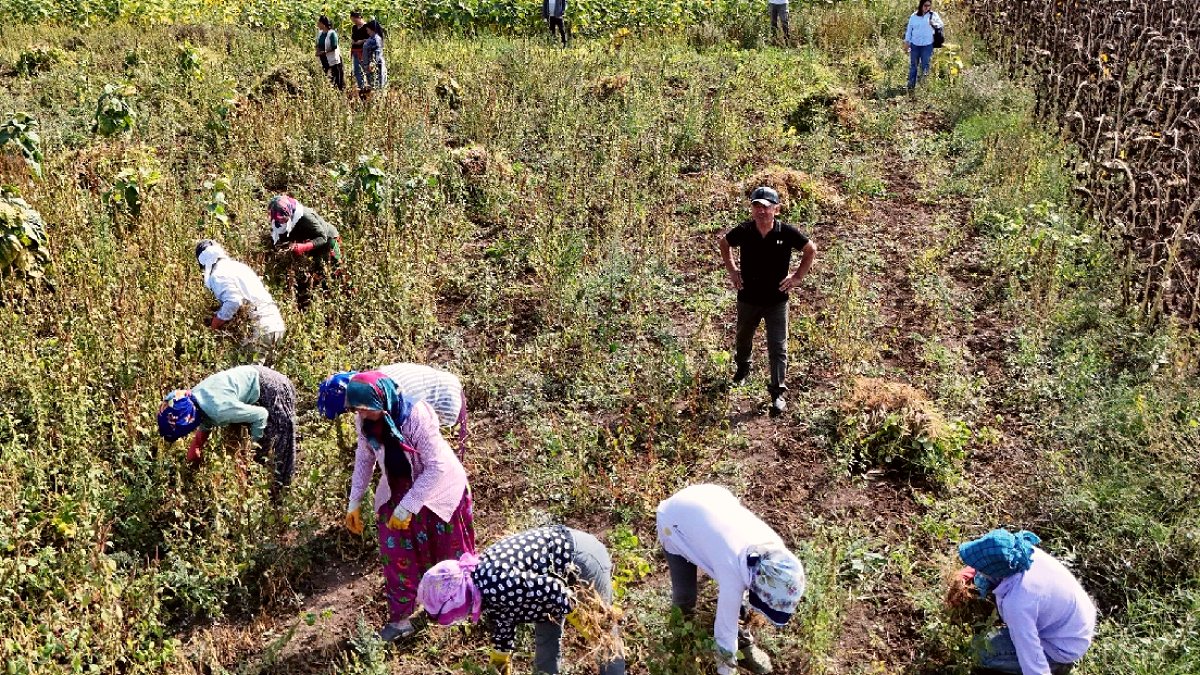 Samsun'da Sözleşmeli Tarım: Ladik Fasulyesi Hasadı Başladı