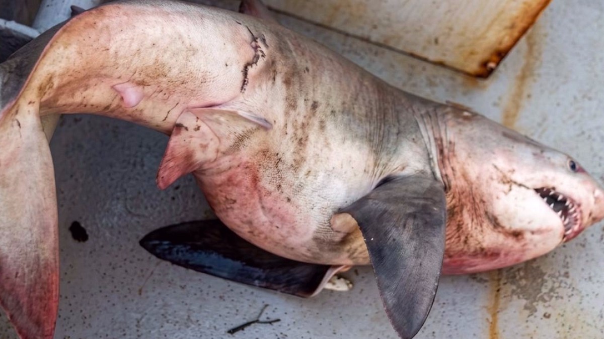 Saros Körfezi'nde Balıkçıların Ağlarına Sürpriz Misafir: 65 Kilo Köpek Balığı Yakalandı