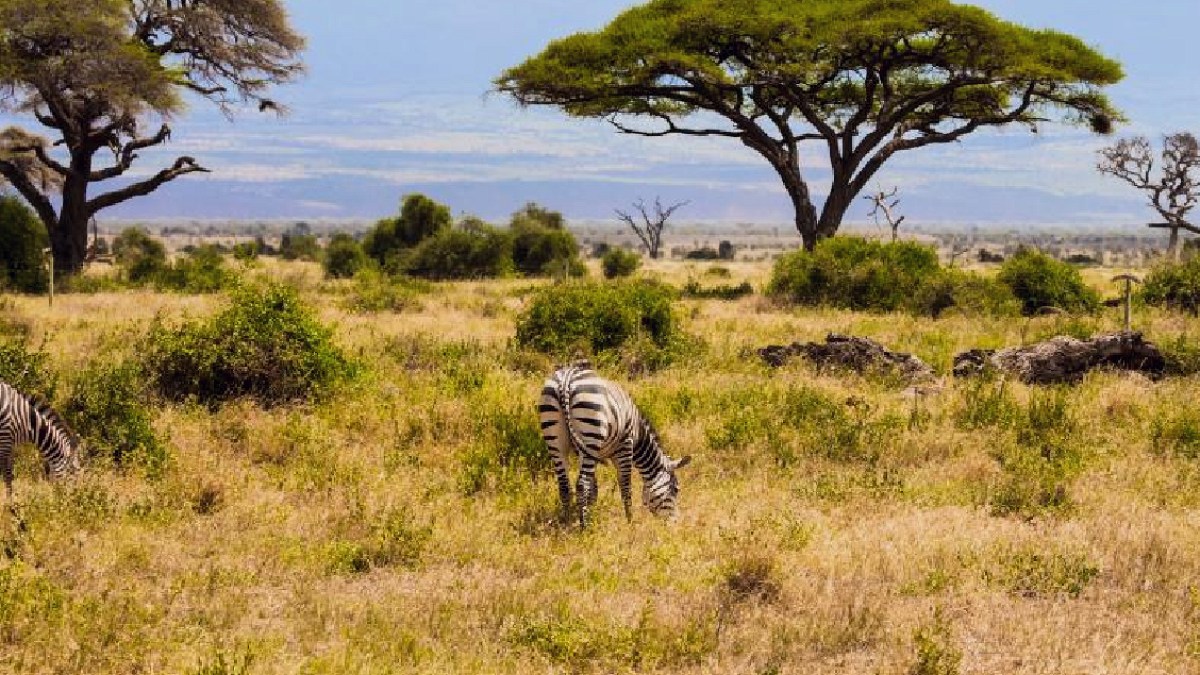 Kenya Savanında 18 Yıllık Yasak Kalktı: Filler ve Zürafaların Dönüşüyle Ağaç Yapısı Değişti