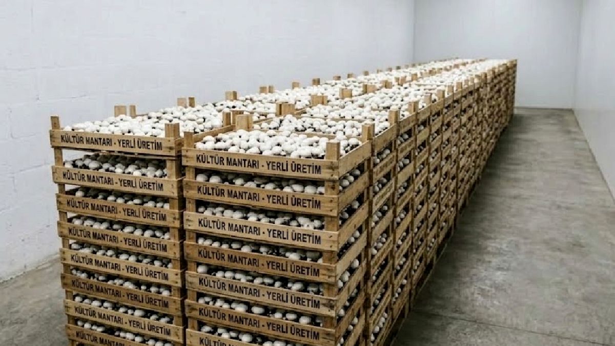 Kültür Mantarı Yetiştiriciliği: Küçük Alanlarda Büyük Kazanç Fırsatı