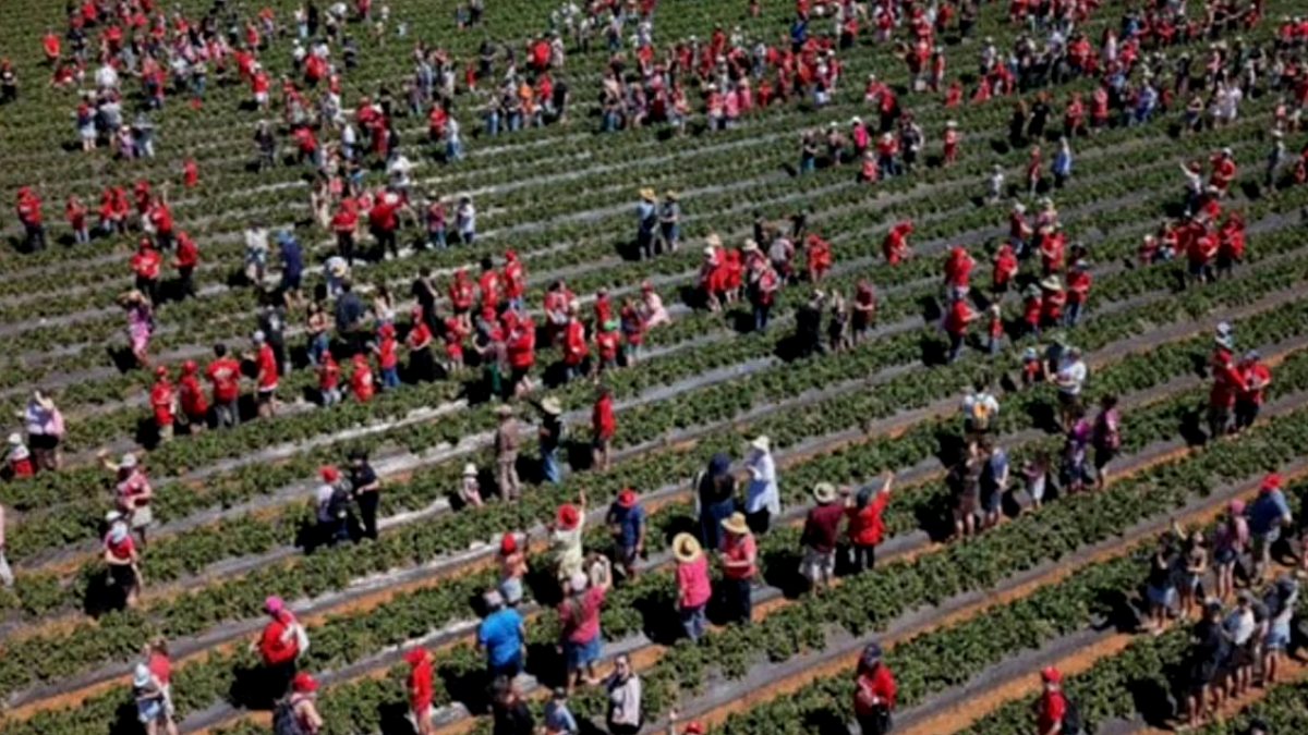 Avustralya'da Çilek Tarlası Rekorlara Sahne Oldu: Binlerce Kişi Katıldı