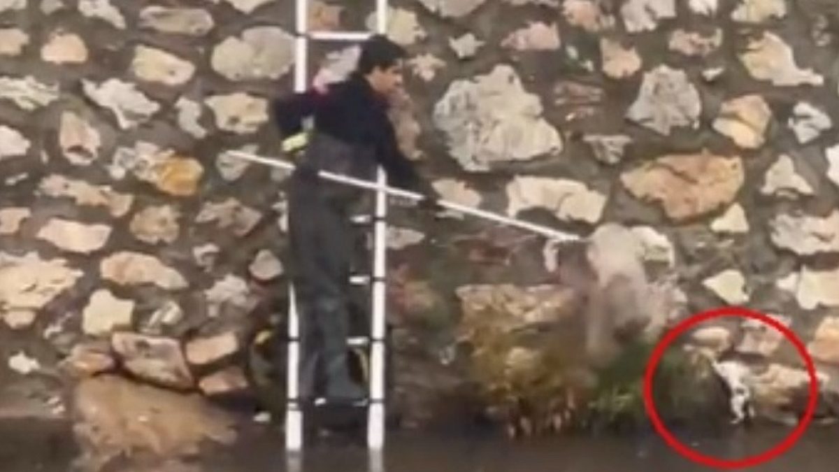 Sağanak Suda Sürüklenen Yavru Kedi İtfaiye Ekiplerince Kurtarıldı