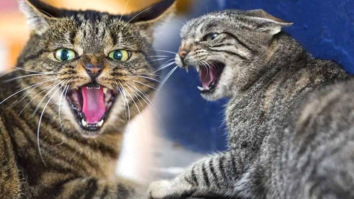 Mutluluğun Gizemi Çözüldü: Kedi Yoğunluğu ve Parazit İlişkisi Ortaya Çıktı