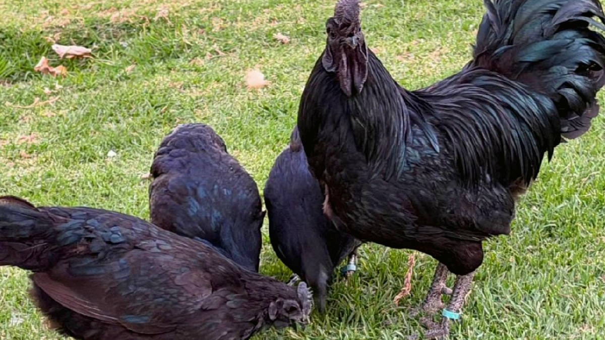 Siyah Tüyleriyle Göz Kamaştıran Ayam Cemani: Tavukların Rolls-Royce'u