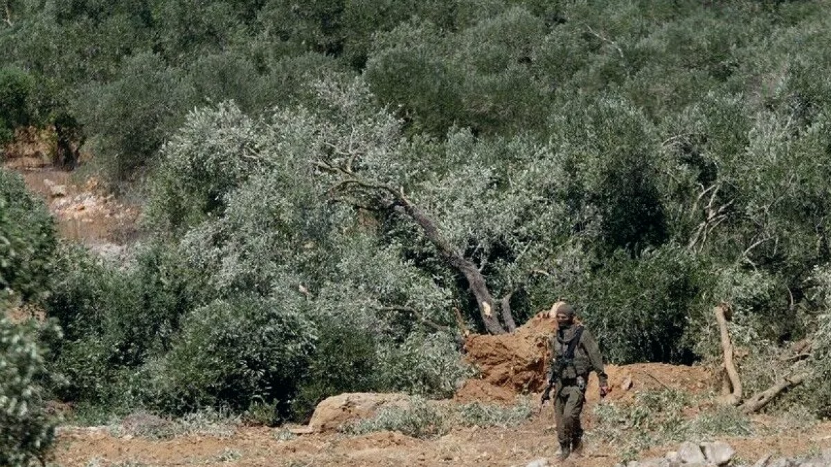 Filistin'de Zeytin Hasadı İsrail Baskısıyla Başladı: Çiftçiler Tarlalarda Engellendi