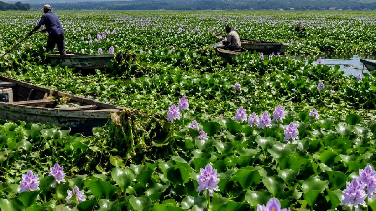 Afrika'nın Kalbinde Bir Çiçek Felaketi: Victoria Gölü'nü İstila Eden Su Sümbülü