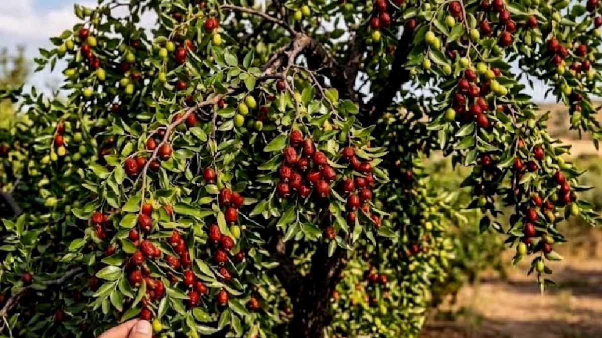 Çin Hurması Türkiye Pazarlarında: Fiyatı Dudak Uçuklatıyor
