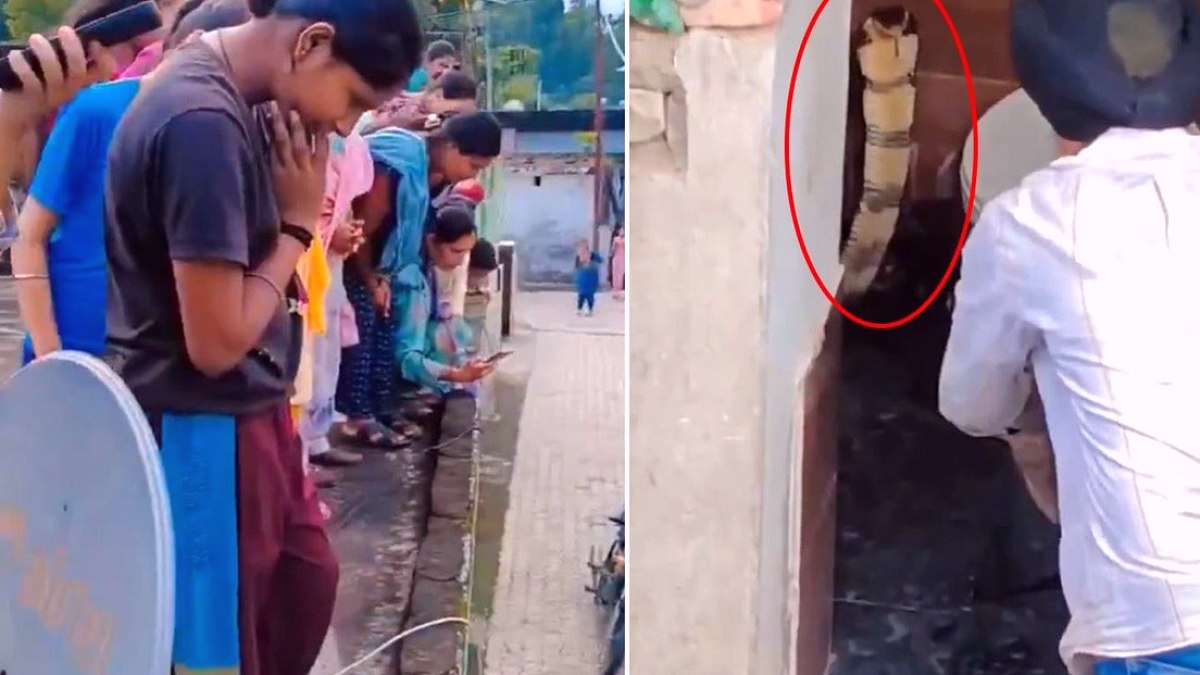 Hindistan'da Evdeki Tuvaletten Dev Kobra Yılanı Çıktı, Sakinler Panikledi