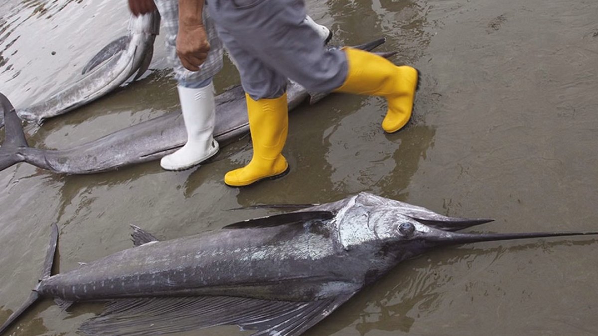 Ekvador Kıyıları El Nino Etkisiyle Karıştı: Stokçuluk Uyarısı Yapıldı