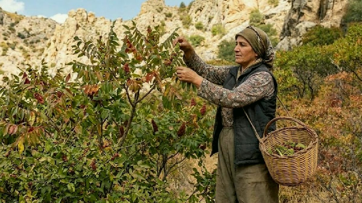 Doğadan Gelen Lezzet: Sumak Kilogramı 500 Liradan Tezgahlarda