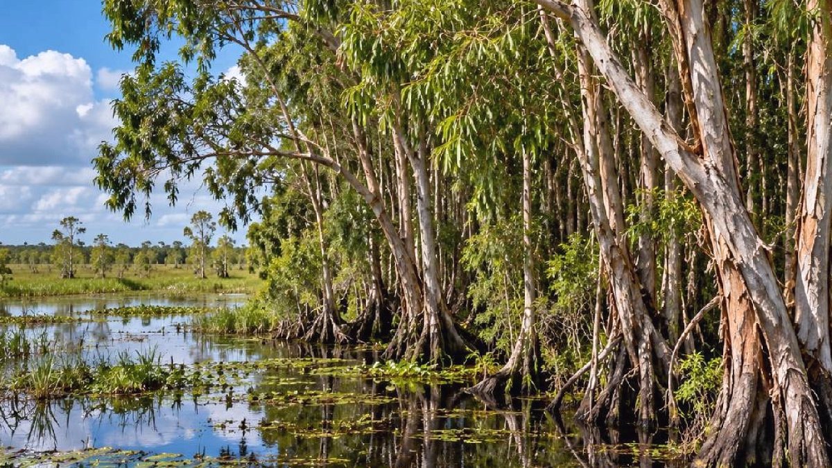 Florida'da Bataklık Kurutma Çabası İstilacı Ağaç Faciasına Dönüştü