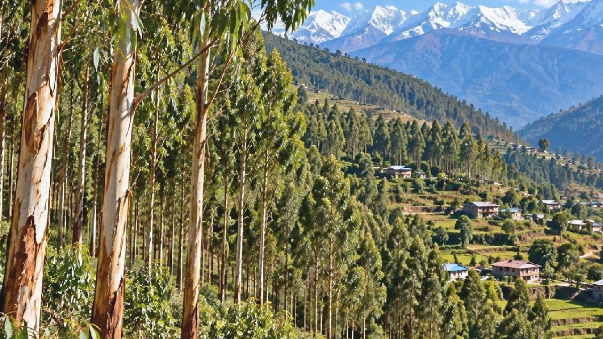 Nepal'de Okaliptüs Ağaçları: Ekonomik Umutlar Çevresel Kaygılara Karşı