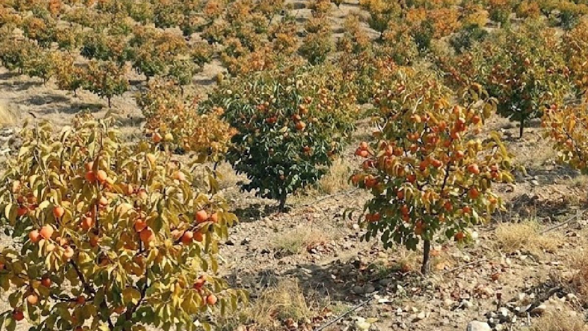 Cennet Hurması Türkiye'de Altın Çağını Yaşıyor: Dünya Pazarı Türk Ürününe Akın Ediyor