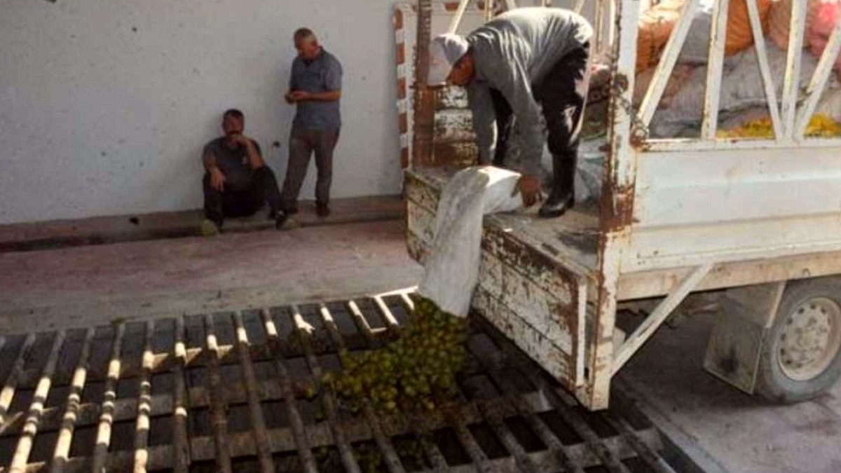 Çağlayancerit Cevizinde Rekor Hasat: Üreticinin Yüzü Gülüyor