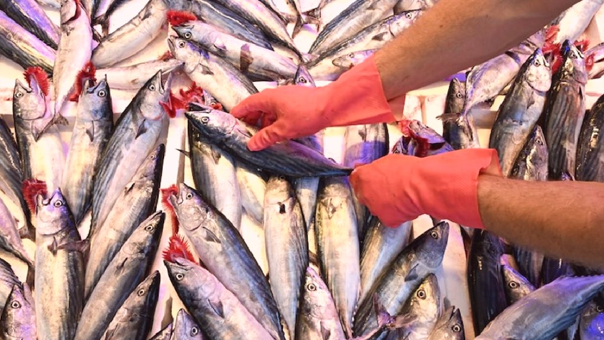 Palamut Fiyatlarındaki Tarihi Düşüş: Su Yerine Balık Dönemi Başladı