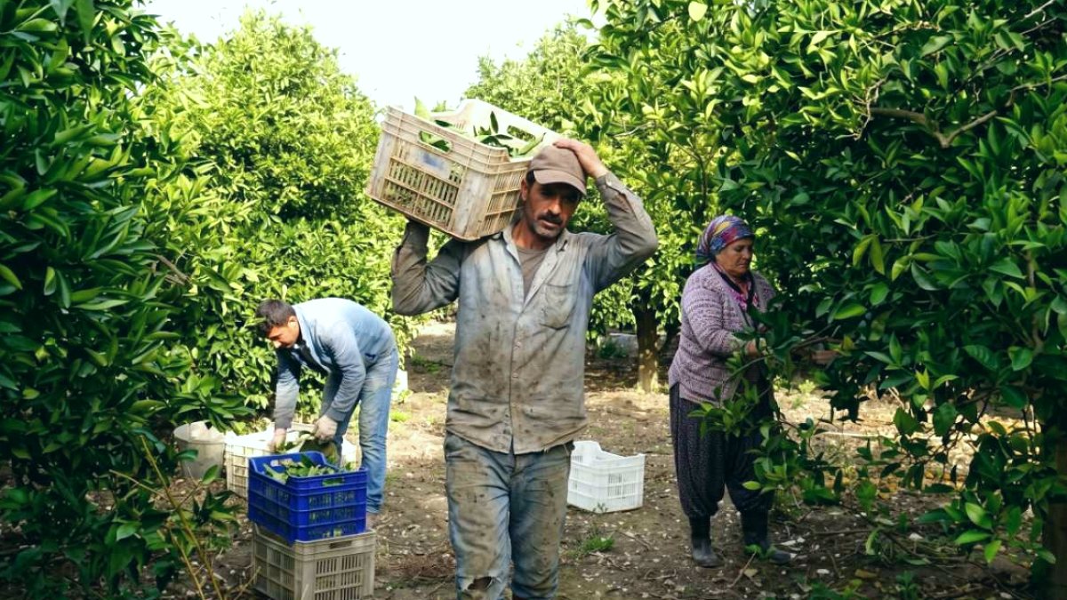 Japonya'nın Değerli Narenciyesi Yuzu Artık Türkiye'de Yetişiyor