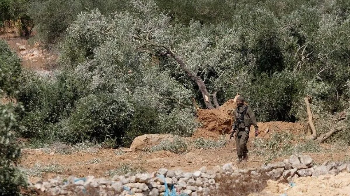 Filistin'de Zeytin Hasadına İsrail Saldırıları: Çiftçiler Yaralandı, Ağaçlar Zarar Gördü