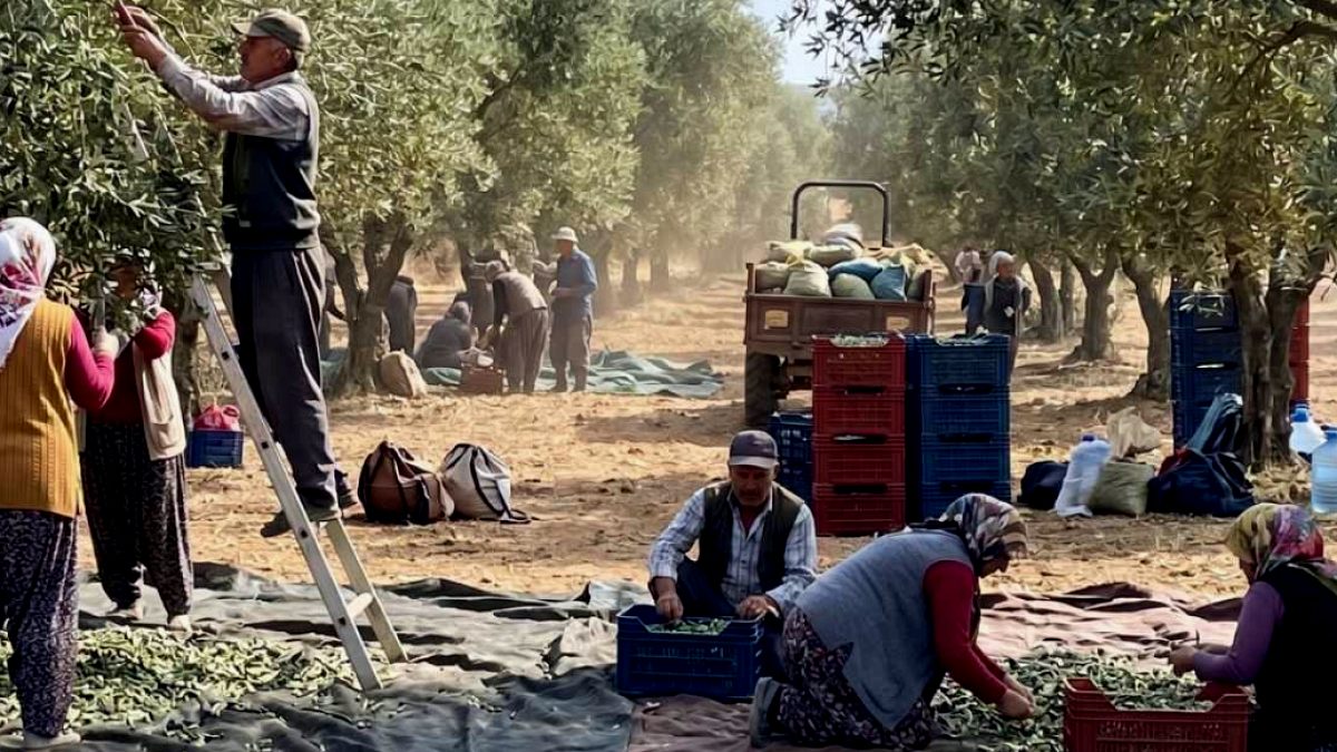 Zeytin Üreticileri İsyan Etti: Ağaçları Sökme Tehdidiyle Sesleniyorlar