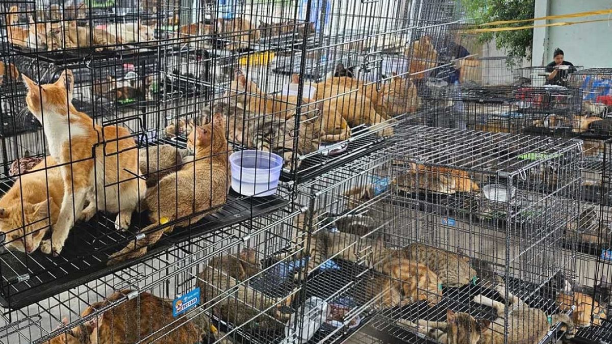 Vietnam'da Et İçin 2.700 Kedi Çalan Suç Çetesi Çökertildi