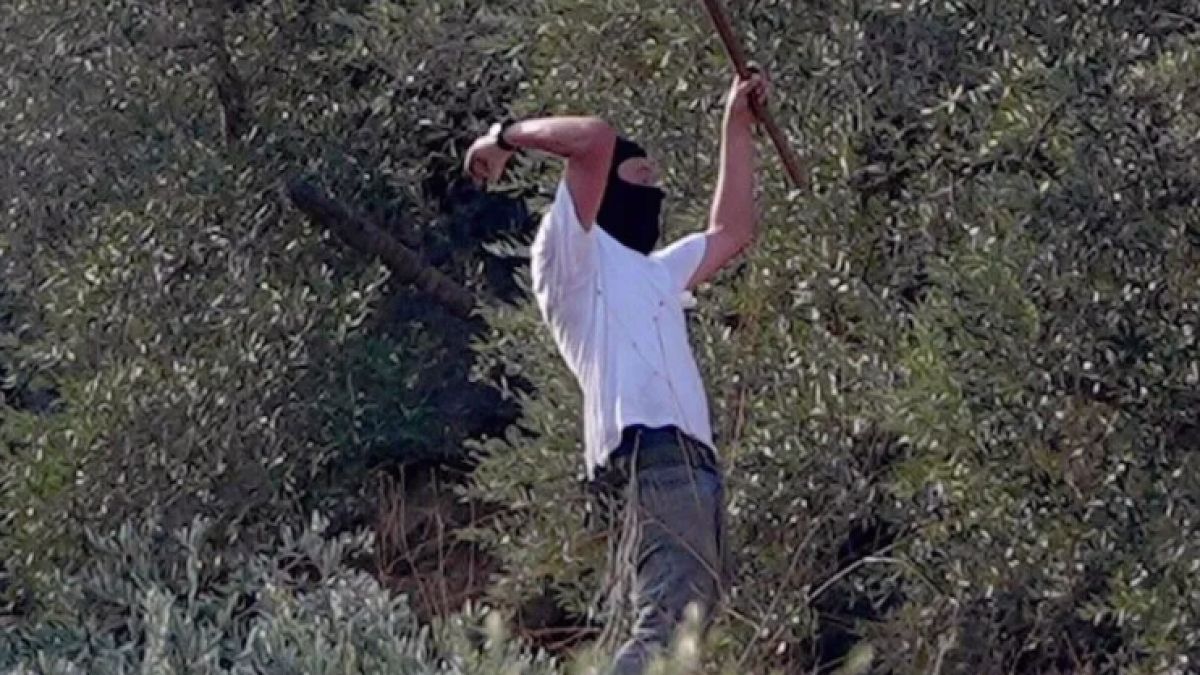 Batı Şeria'da Zeytin Hasadı Dönemi: Filistinlilere Ait Ürünler İsrailliler Tarafından Gasbedildi
