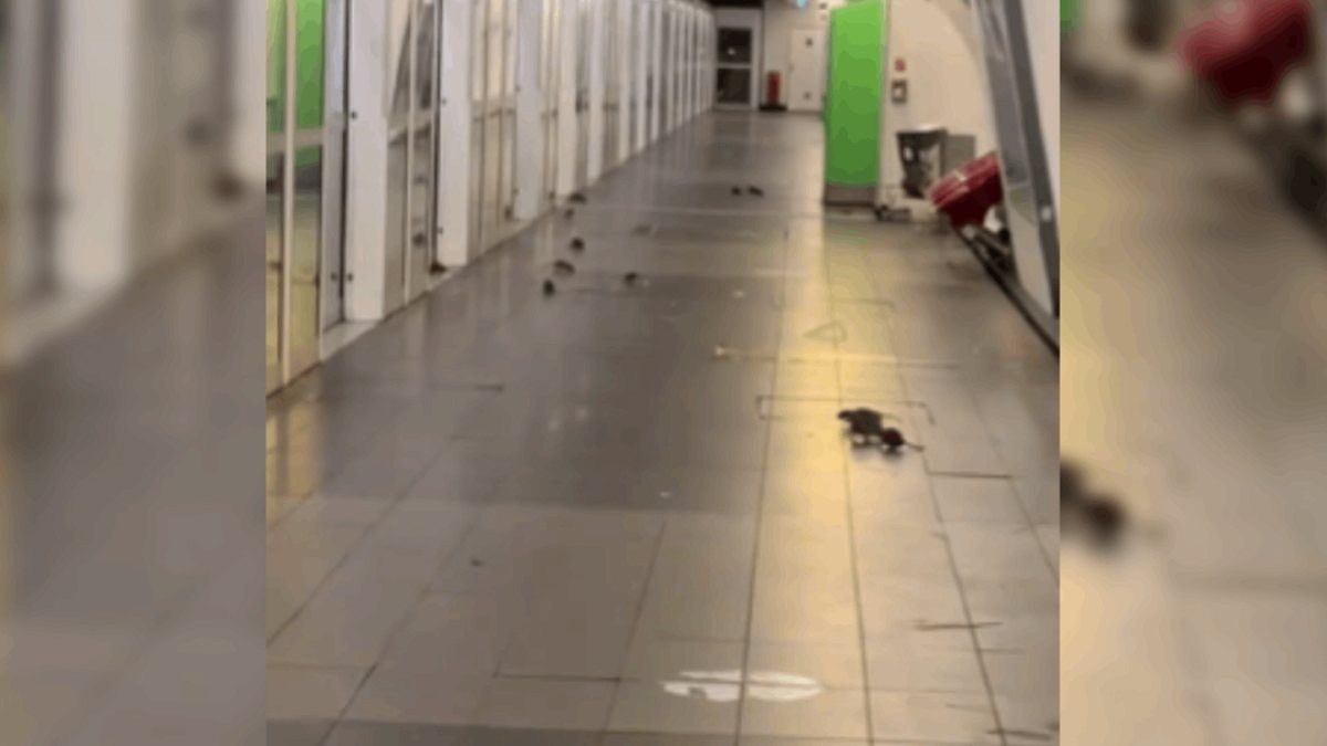 Paris Metrosunda Fare İstilası: Hijyen Endişesi Zirveye Çıktı