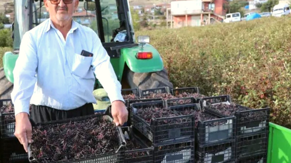 Kardeş Tavsiyesiyle 'Süper Meyve' Ekti, 40 Ton Hasada Hazırlanıyor