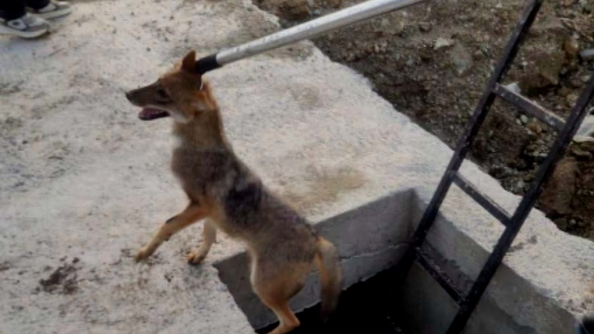 Hatay'da Kuyuya Düşen Yavru Tilki Duygu Dolu Kurtarılış Hikayesiyle Hayata Tutundu