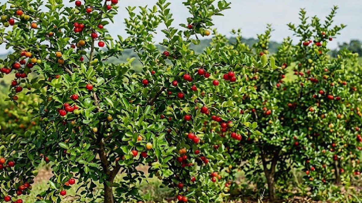 Bağışıklığın Süper Kahramanı Acerola: Limondan 60 Kat Fazla C Vitamini Sunuyor