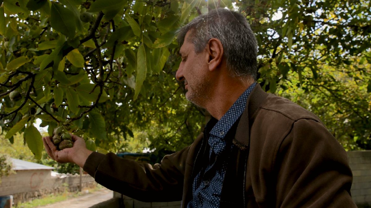 Bitlis'te Ceviz Hasadı Başladı: Yerli ve Yabancı Pazarlara Ulaşıyor