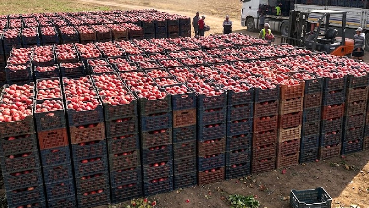 Üreticinin Zararına Satışı: Narın Kilogramı 10 TL, Tezgâhta 90 TL