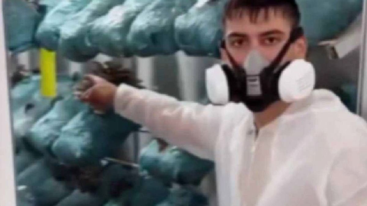 Avukatlık Kariyerini Bıraktı, Mantar Üretimiyle Ayda 250 Bin TL Kazanıyor