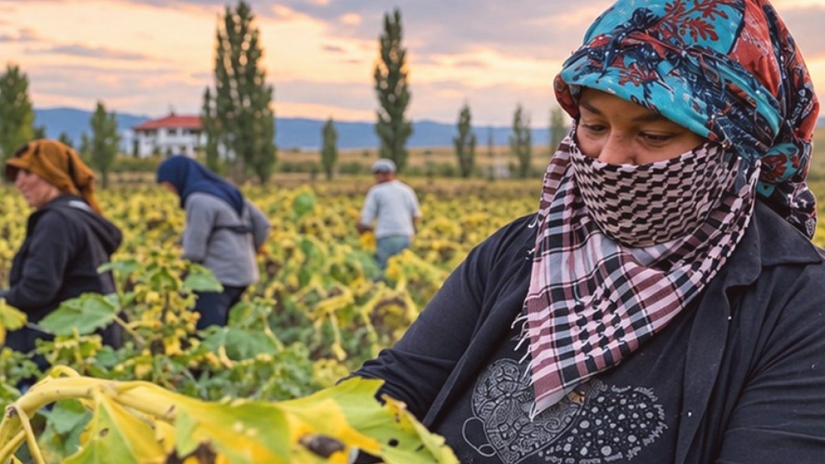 Ayçiçeği Üretiminde Yanlış Politikalar Kadın Çiftçiyi Borca Sürükledi