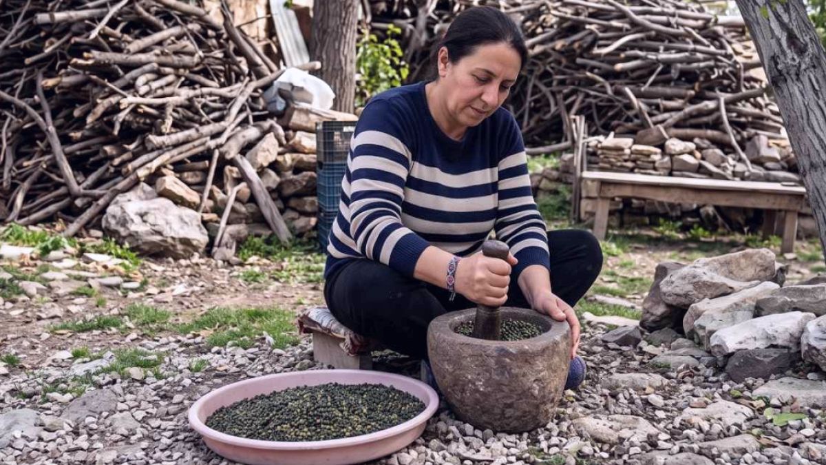 Barış Manço'nun Şarkısıyla Tanınan Çedene Hasadı Başladı: Altın Değerinde Lezzet