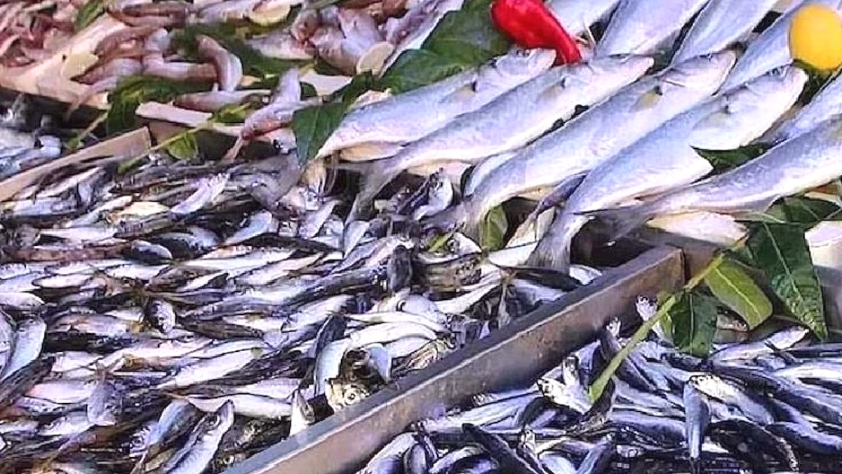 Sardalya: Hamsiyi Geride Bırakan Omega-3 Kaynağı Tezgahta
