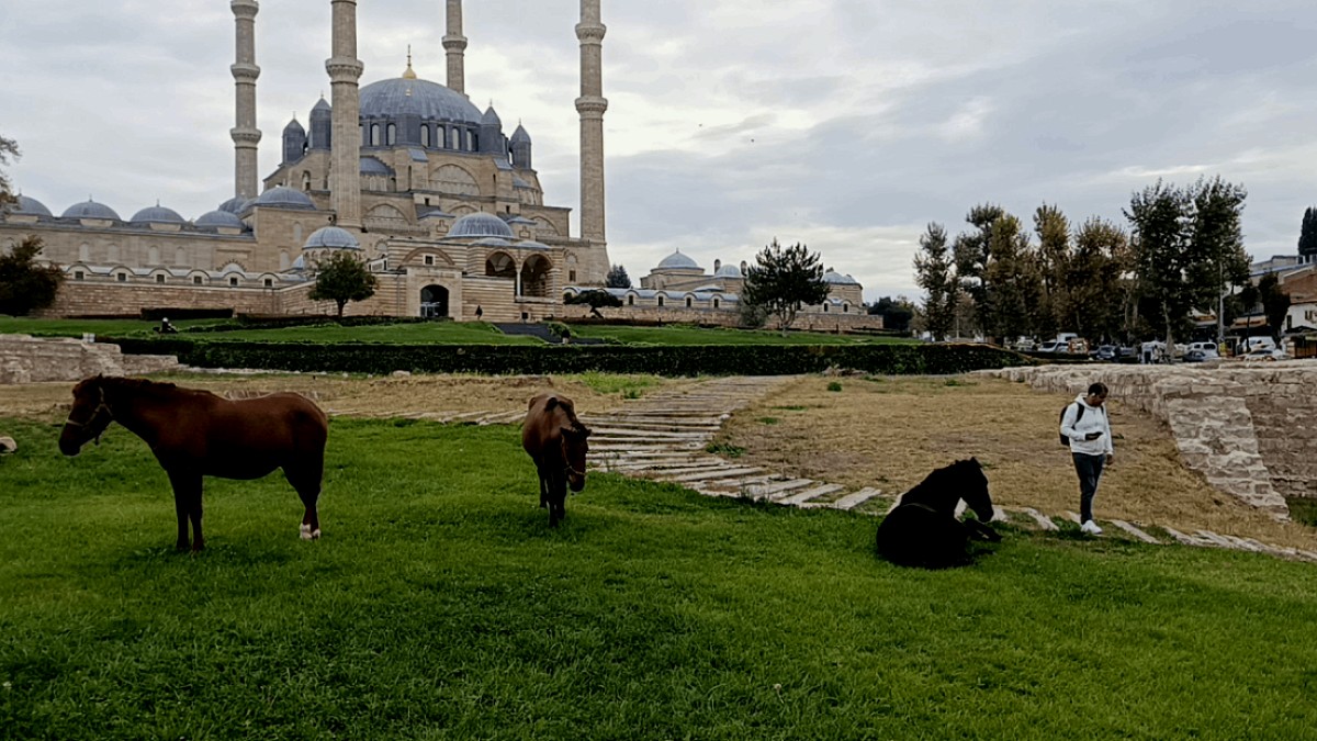 Selimiye Camisi Avlusunda At Sürprizi: Belediye Ekipleri Müdahale Etti