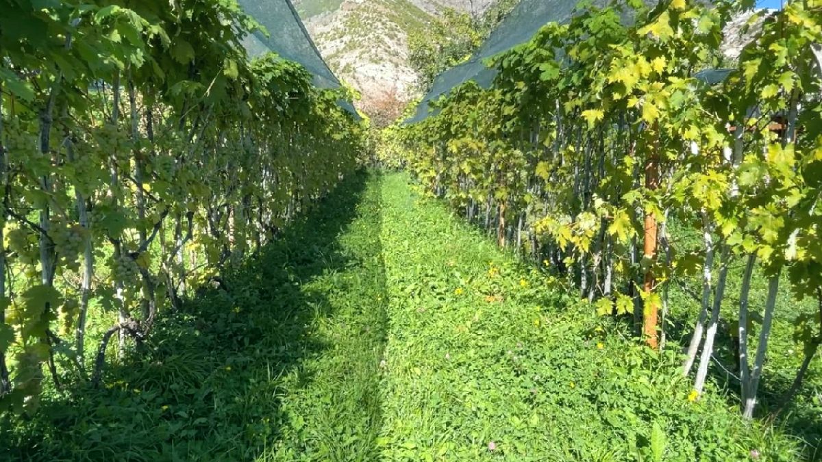 Artvin'in Nadide Üzümü Peterek: Kilosu 200 TL'ye Tezgahlarda Yerini Aldı