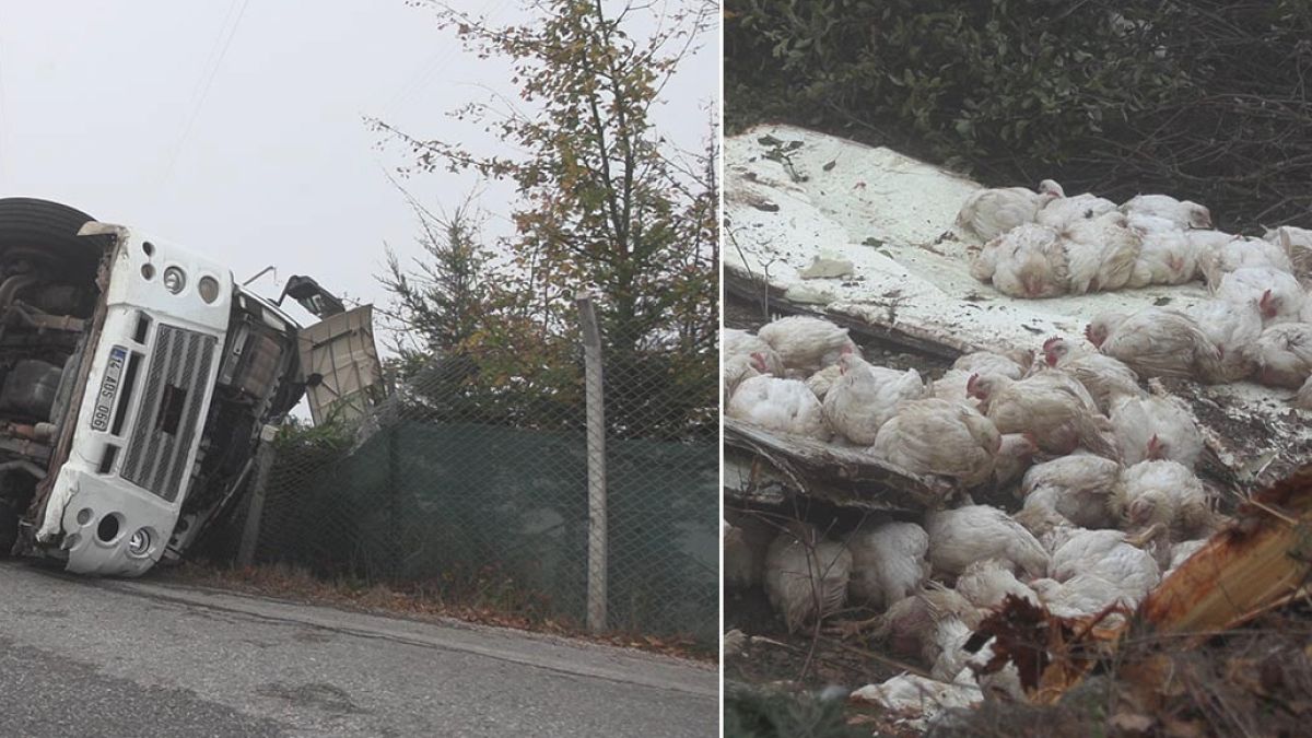 Bolu'da Tavuk Kamyonu Devrildi: 4 Kişi Yaralandı