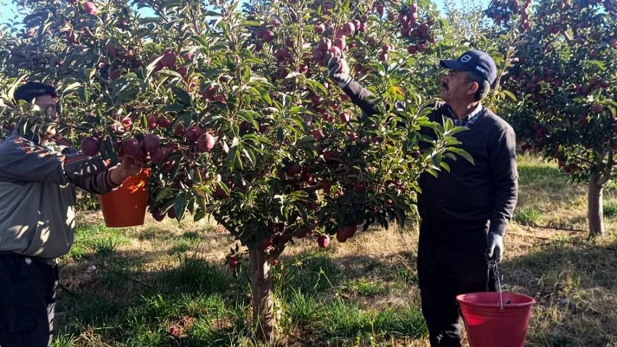Niğde'de Misket Elması Hasadı Başladı: İç Piyasa ve İhracatta Yüksek Talep
