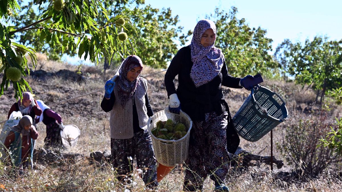 Manisa'da Geleneksel Kestane Hasadı: Özel Kuyularda 2 Ay Süren Lezzet Yolculuğu