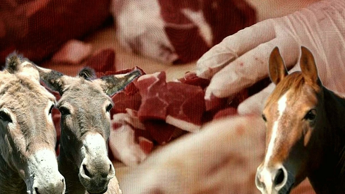 Gıda Denetimlerinde Şok Gelişme: At ve Eşek Eti Skandalı 3 İlde Ortaya Çıktı