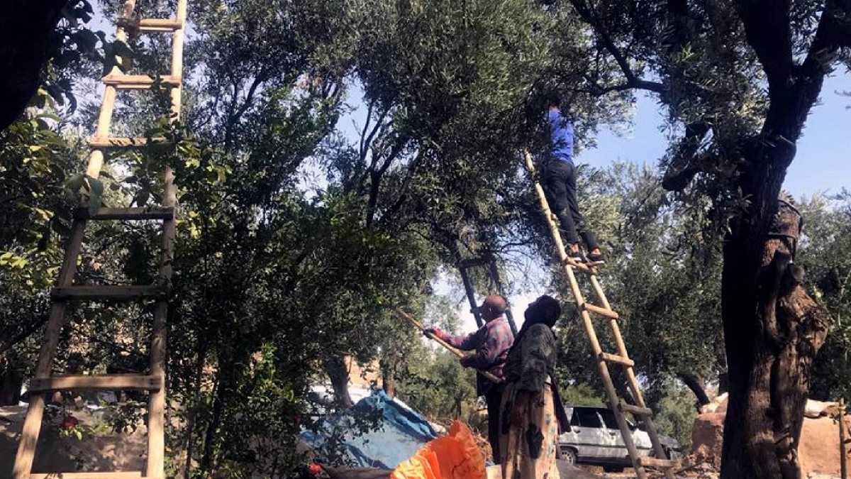 Mardin'in Altın Zeytini Tezgahlarda: Kilogramı 400 Liradan Alıcı Buluyor