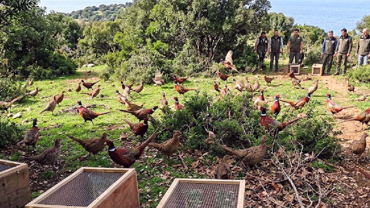 Hawaii'de 22 Yıl Sonra Ortaya Çıkan Ekolojik Felaket: Sülünlerin Mirası